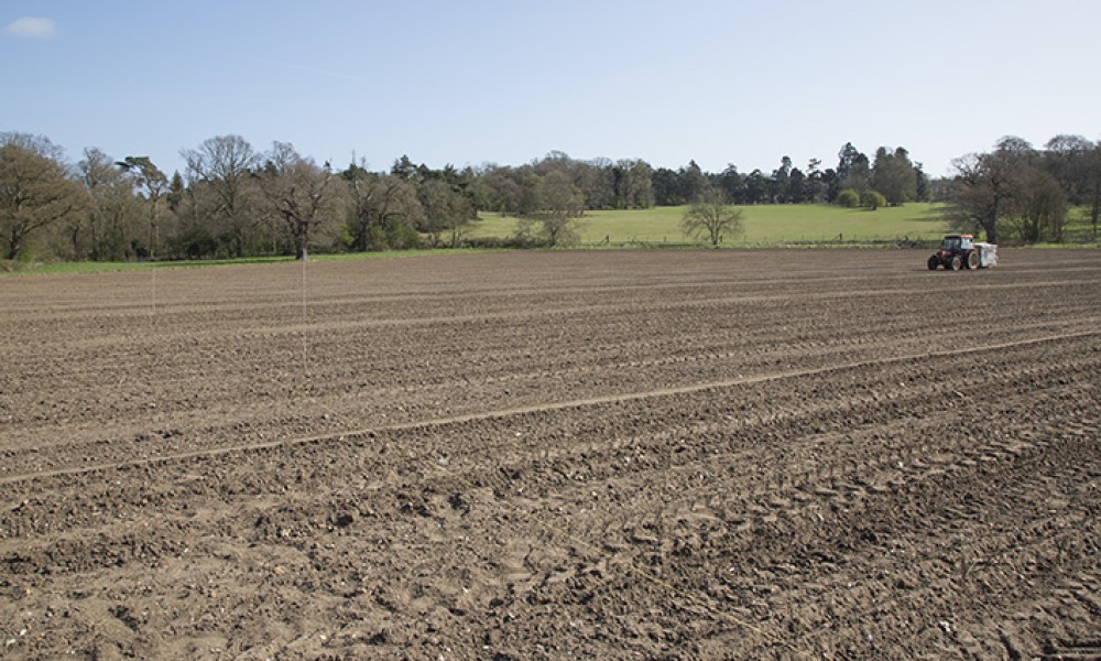 One of the fields being prepared for the crop